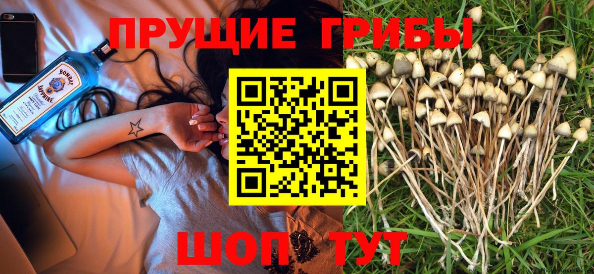 Галлюциногенные грибы Psilocybe Когалым